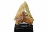 Serrated, Fossil Megalodon Tooth - West Java, Indonesia #160422-2